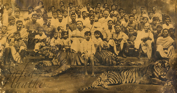 Tigershot Scotlandpur