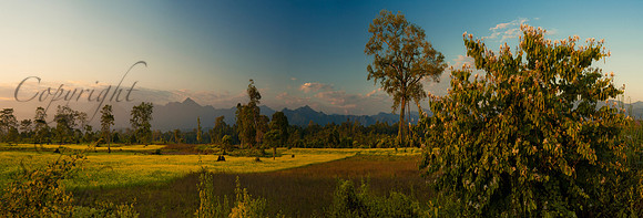 Mustard & Mountains in Balipara