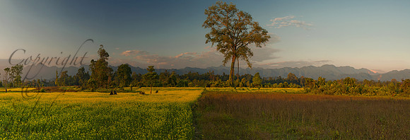 Mustard & Mountains in Balipara