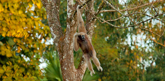 Western Hoolock Gibbon