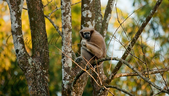 Western Hoolock Gibbon 3