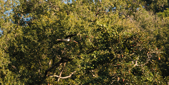 Flying stork