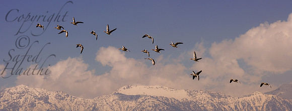 ani-J&K-hokersag-geese-flying2 Kopie