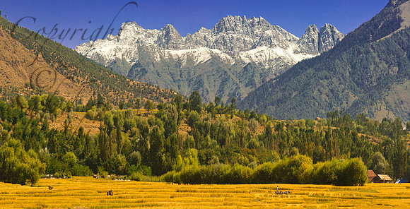 nat-J&K-kangan-paddyfields-P1 Kopie