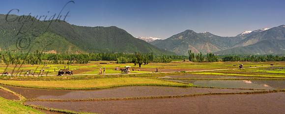 rur-J&K-lolab-paddy-tongas-P1 Kopie Kopie
