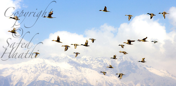 ani-J&K-hokersag-ducks-flying1 Kopie