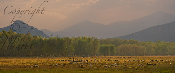 nat-J&K-ganderbal-sheeps-mountains-1 Kopie