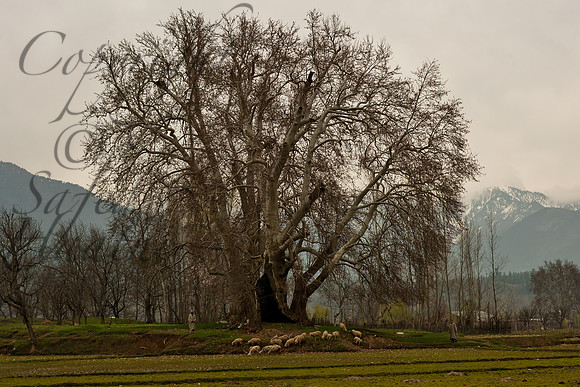 nat-J&K-gutsi-chinar-winter Kopie