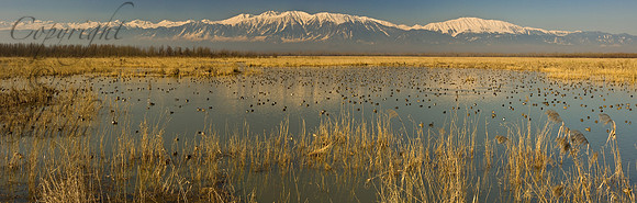 nat-J&K-hokersag-birds-P2 Kopie