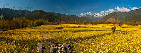 nat-J&K-khoutiar-mustard-potseller-P1 Kopie
