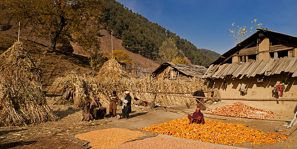 rur-J&K-bringi-gujjars-corn-1 Kopie
