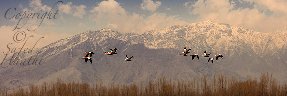 ani-J&K-hokersar-rudyshellducks-P1 Kopie