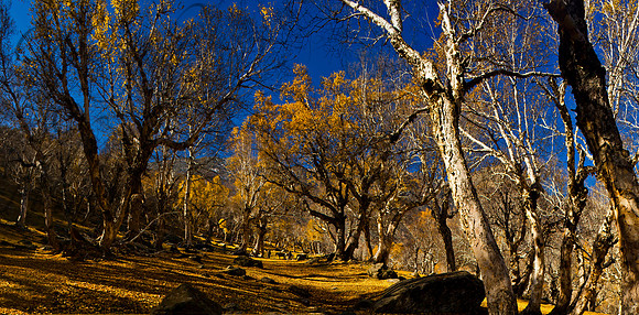 nat-J&K-shokdari-birchforest-P17a Kopie