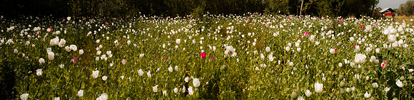 nat-J&K-poppies-P1 Kopie