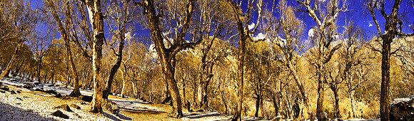 nat-J&K-nidchnai-beerchforest-P6 Kopie Kopie