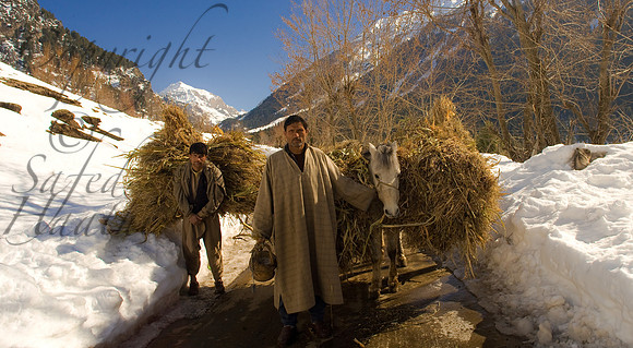 tra-J&K-pahalgam-chandanwari-horses-fodder-winter Kopie