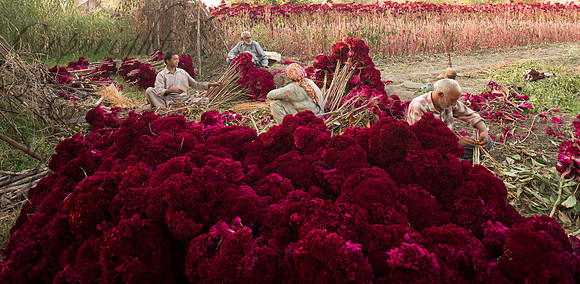 rur-J&K-dal-wazwancolour-1 Kopie