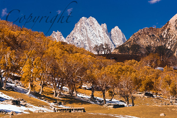 nat-J&K-shokdari-birchtrees-mountain-1 Kopie