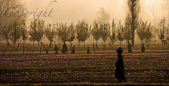 rur-J&K-pampore-saffronfield Kopie