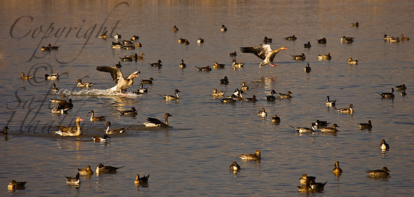 ani-J&K-hokersag-geese-1 Kopie