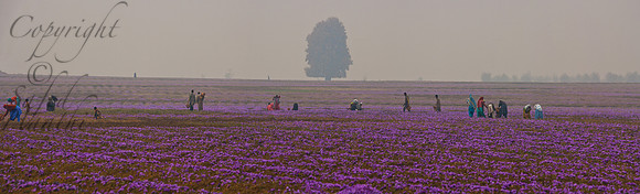 nat-J&K-pampore-saffron-harvest-P4 Kopie
