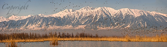 nat-J&K-hokersar-birds-mountain-P1 Kopie