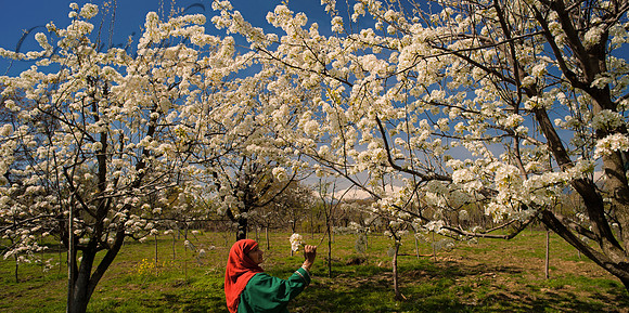 rur-J&K-pulwama-pearblossom-woman-P1 (1) Kopie