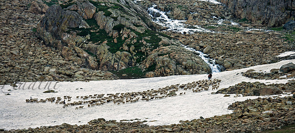 rur-J&K-sathsar-sheeps-1 Kopie