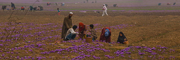 nat-J&K-pampore-saffron-harvest-P3 Kopie