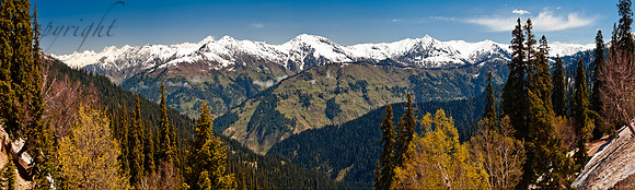 nat-J&K-machil-birchtrees-P1 Kopie