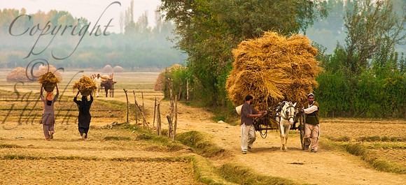 rur-J&K-wular-harvest-tonga-1 Kopie