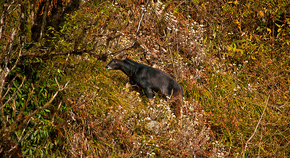 Himalayan Serow