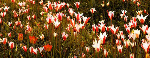 flo-J&K-tulips-pampore-P1 Kopie