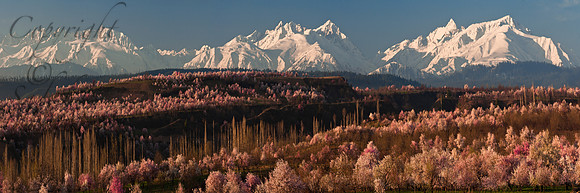 nat-J&K-cis-almondblossom-P14 Kopie