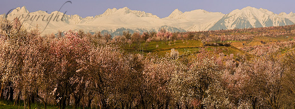 nat-J&K-charisharif-almondblossom-P6 Kopie