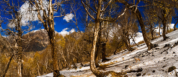 nat-J&K-shokdari-birchtrees-jakal-P1 Kopie