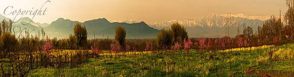 nat-J&K-martand-peach-mustard-blossom-P1 Kopie Kopie