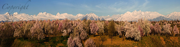 nat-J&K-cis-almondblossom-P19 Kopie Kopie