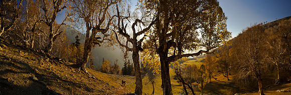 nat-J&K-vktrek-birchforest-P10 Kopie