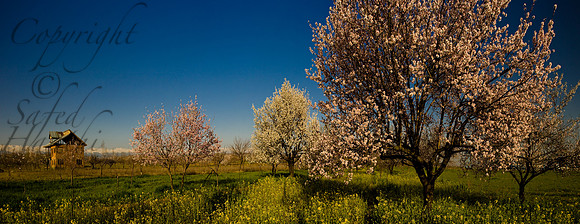 nat-J&K-charisharif-almondblossom-P2 Kopie