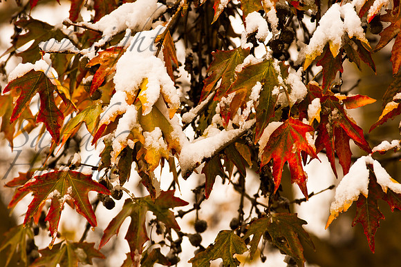 nat-J&K-srinagar-chinarleafs-snow-1 Kopie