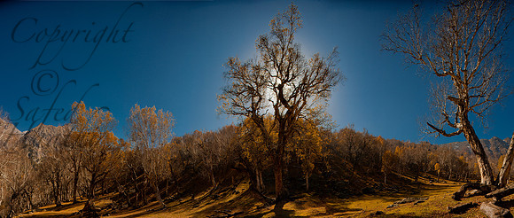 nat-J&K-birchforest-P14 Kopie Kopie