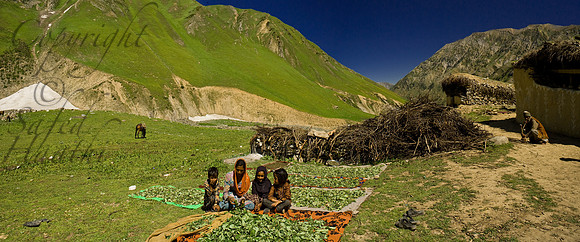 rur-J&K-gadsar-spinach-P1 Kopie