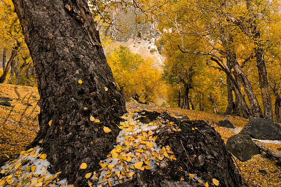nat-J&K-shokdari-birchtree-1 Kopie