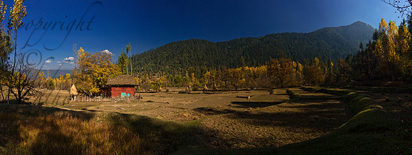 nat-J&K-lolab-diver-autumn-P2 Kopie Kopie