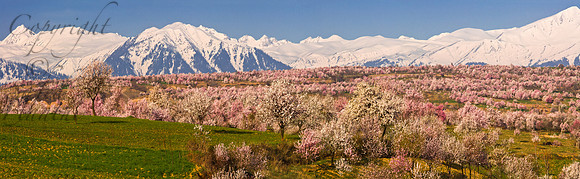 nat-J&K-cis-almondblossom-P22 Kopie Kopie