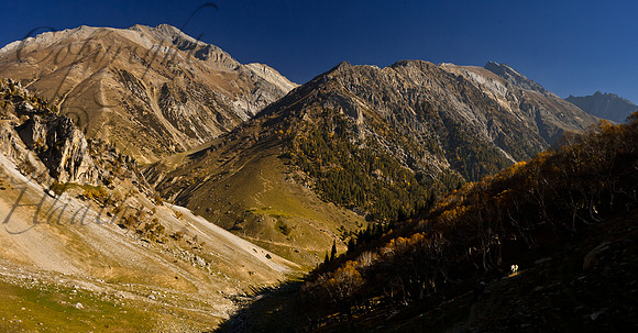 nat-J&K-vktrek-birchforest-horse-1 Kopie