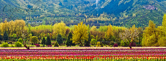nat-J&K-tulipgarden-parimahal-P1 Kopie