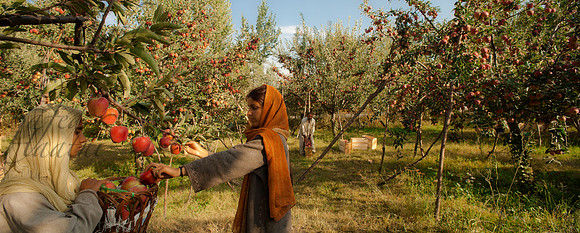 rur-J&K-pulwama-appleharvest-P1 Kopie