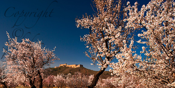 nat-J&K-badhanwari-almondblossom-1 Kopie